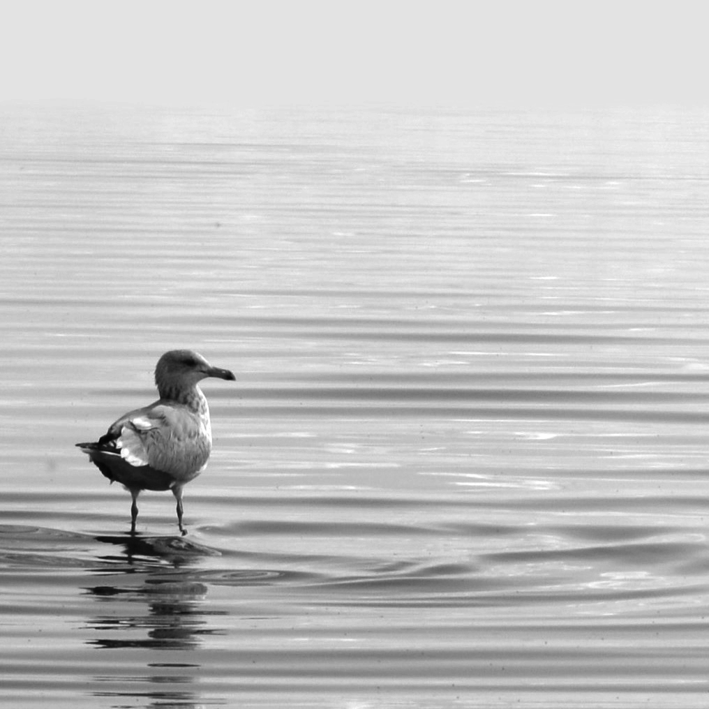 KH_Image_Square-Gull_Home